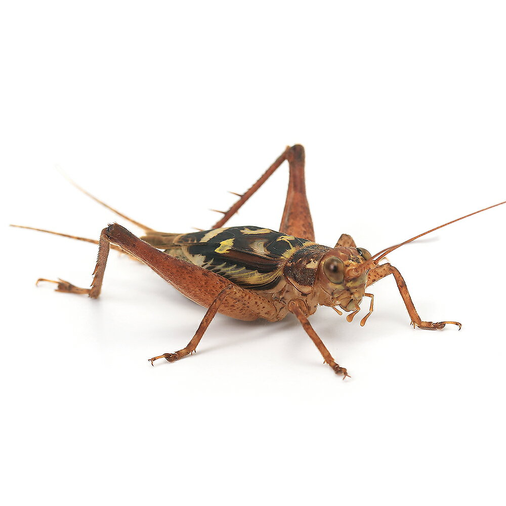 （昆虫）マダラコオロギ　オス　成虫　WD（1匹）　北海道航空便要保温