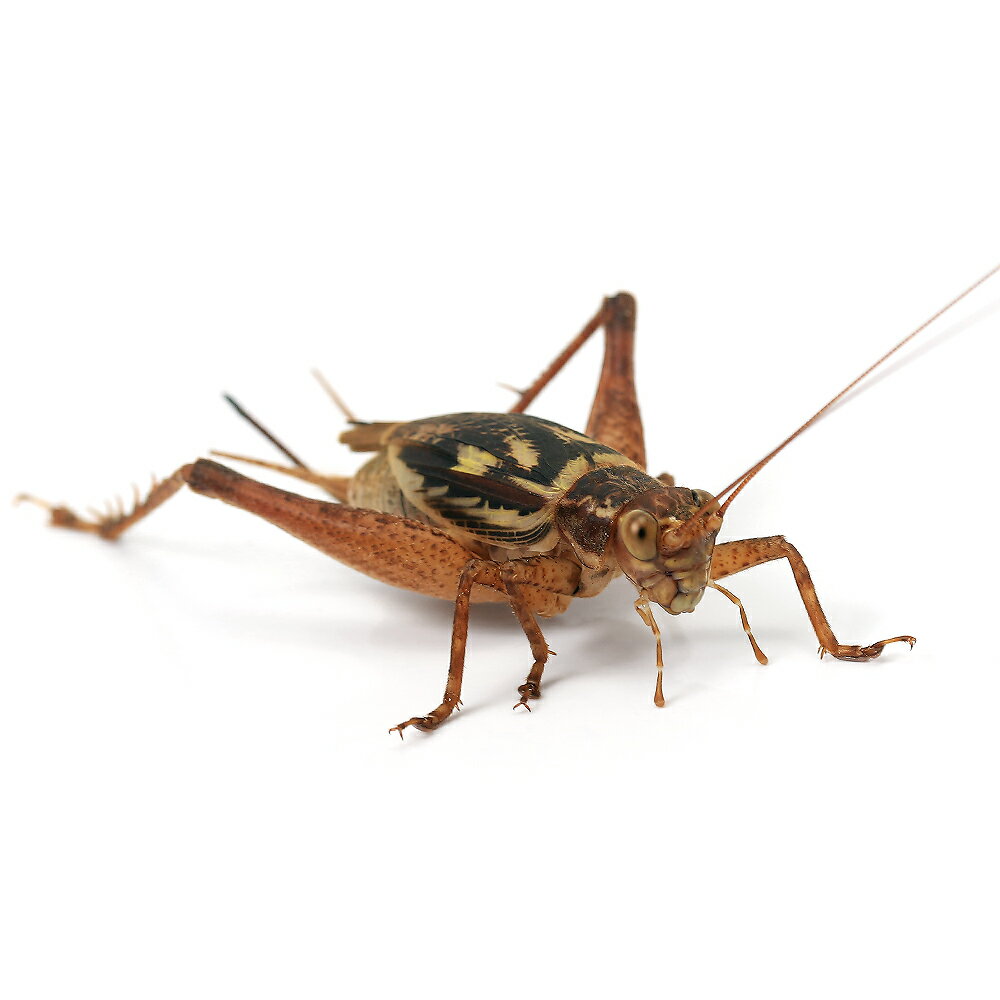 （昆虫）マダラコオロギ　メス　成虫　WD（1匹）　北海道航空便要保温