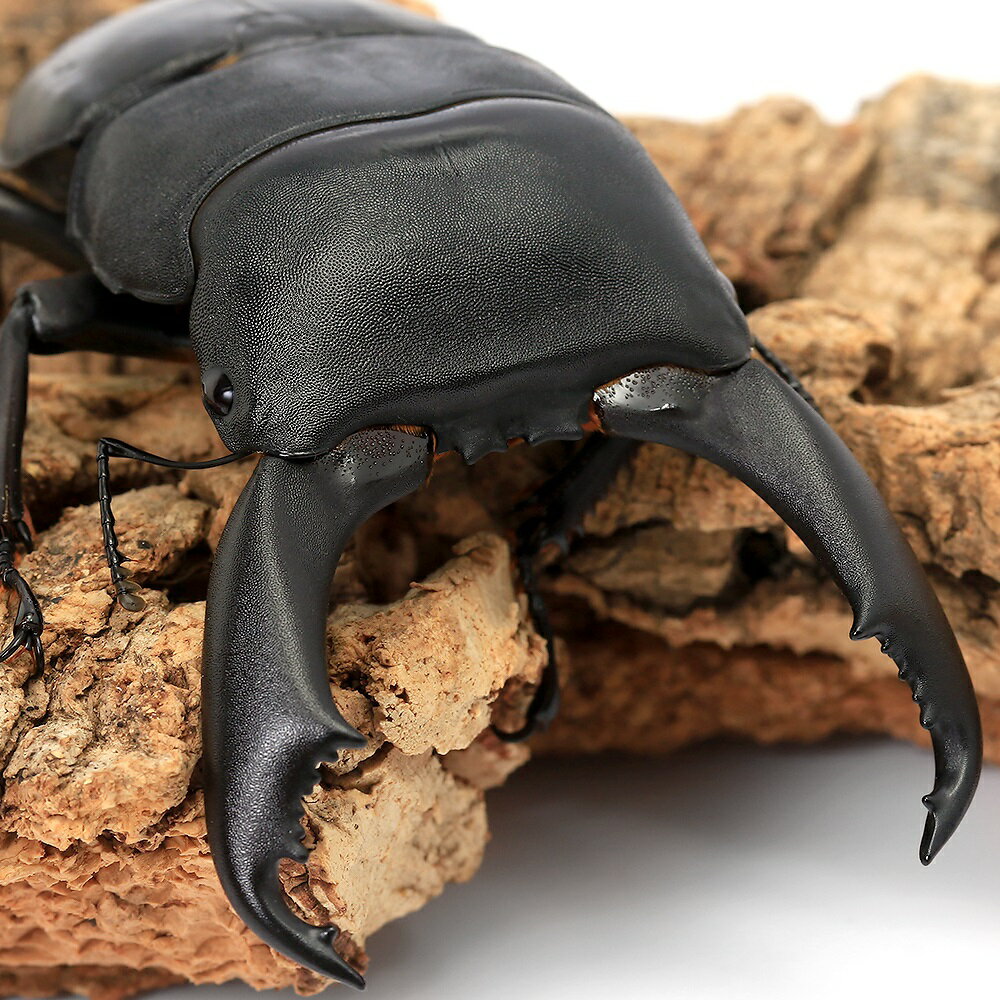 （昆虫）（オス単品）カマリネスオオヒラタクワガタ　フィリピン　南カマリネス州産　成虫　90〜94mm（..