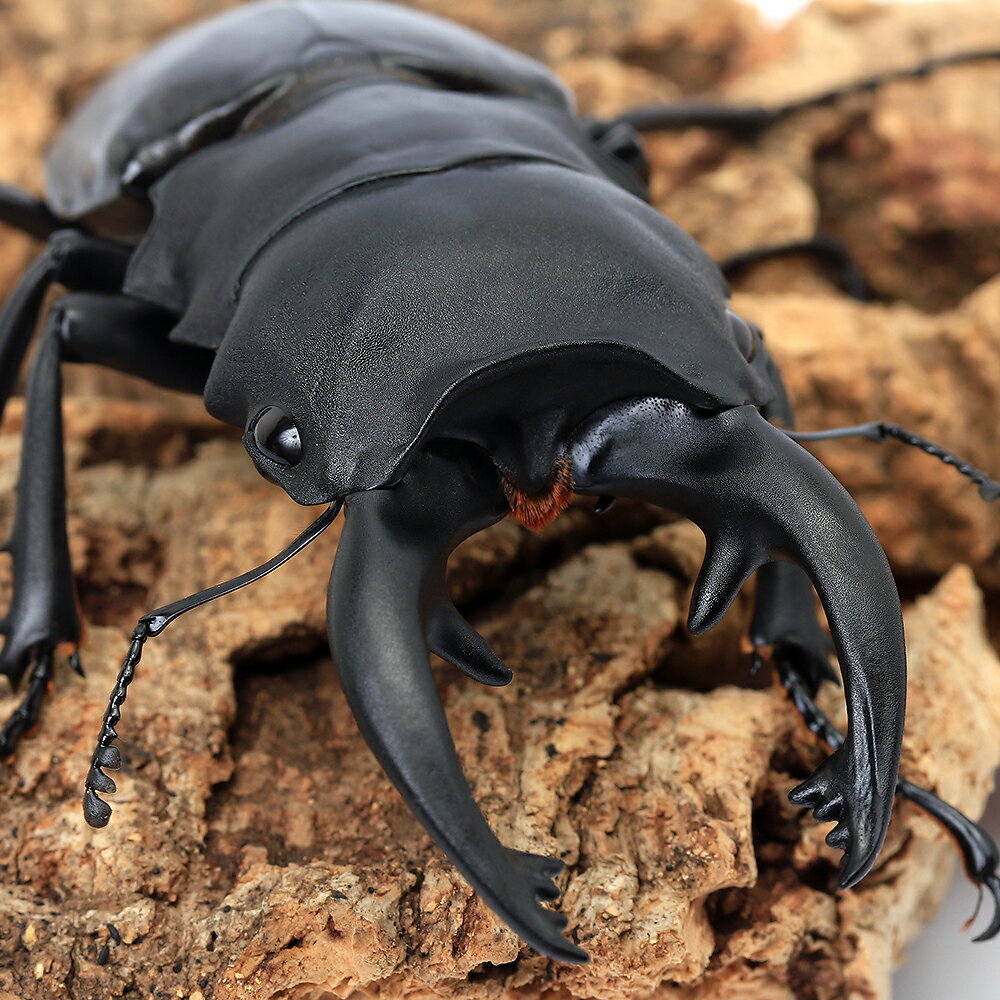 （昆虫）（オス単品）アルケスツヤクワガタ　短・中歯型　南カマリネス　Mt．イサログ産　成虫　65〜69..