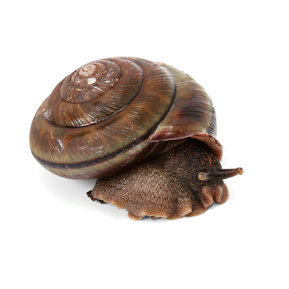 �ʺ���˥����ޥ��ޥ������츩����WD��1ɤ�ˡ������ĥ�ꡡ�̳�ƻ���彣�Ҷ������ݲ�