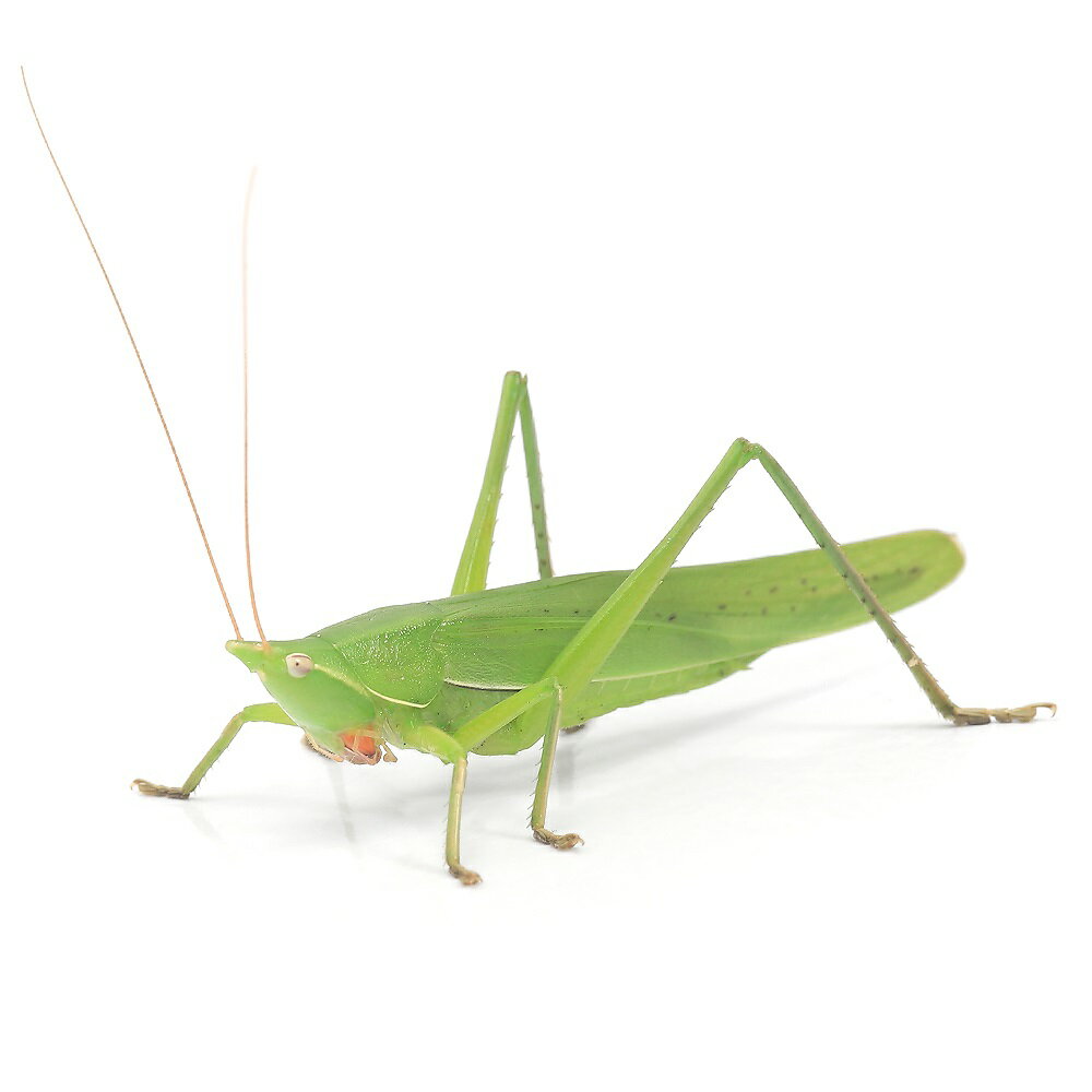Insects - （昆虫）クビキリギス　メス　成虫　CB　緑色型（1匹）　北海道・九州航空便要保温