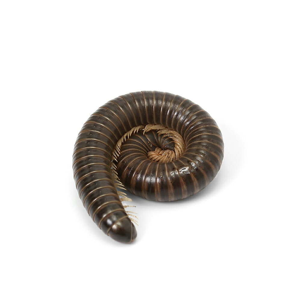 �ʺ���˥������ߥʥߥ䥹�ǡ�WD��1ɤ�ˡ��̳�ƻ���彣�Ҷ������ݲ�