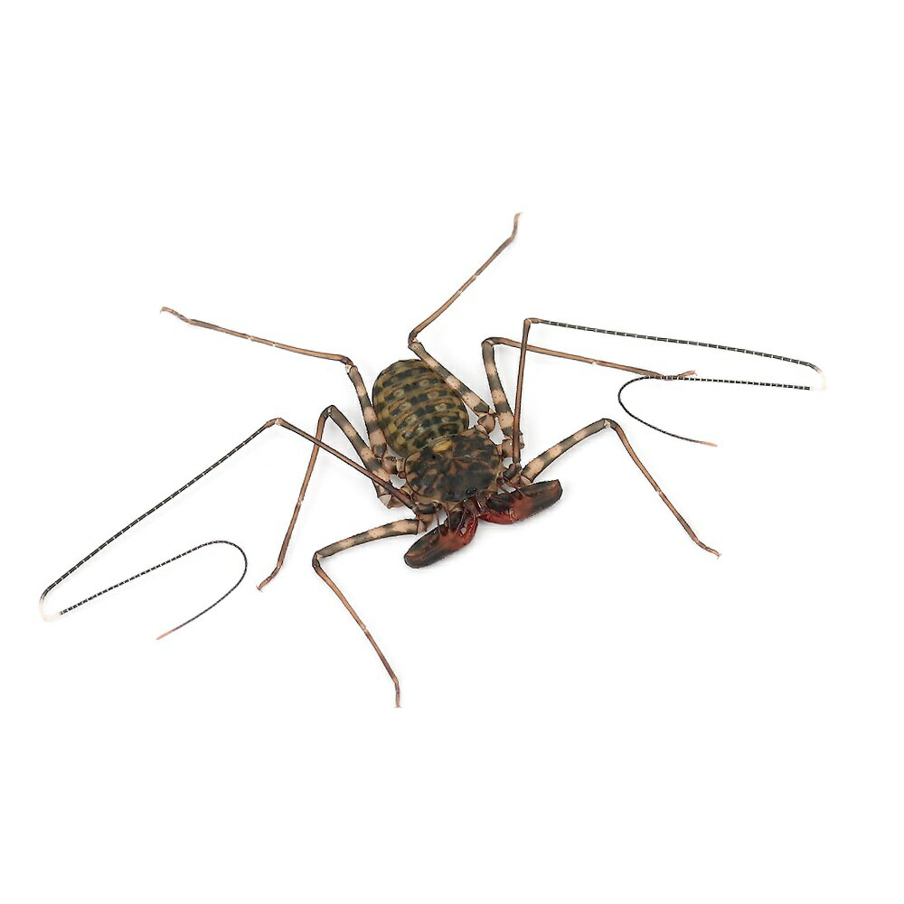 �ʺ���˥��󥶥˥��Х�ǥåȥ��ǥॷ�����Ρ�CB��1ɤ�ˡ��̳�ƻ���彣�Ҷ������ݲ�