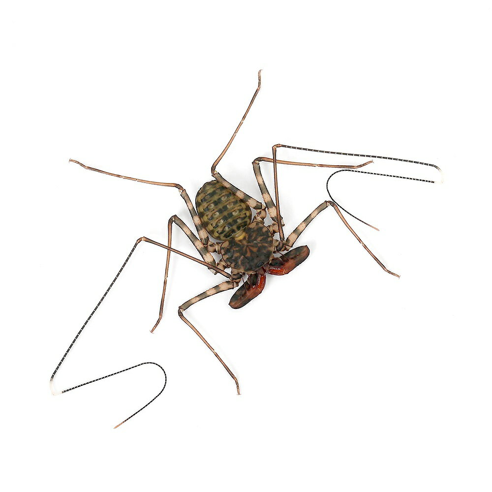 �ʺ���˥��󥶥˥��Х�ǥåȥ��ǥॷ�����Ρ�CB��1ɤ�ˡ��̳�ƻ���彣�Ҷ������ݲ�