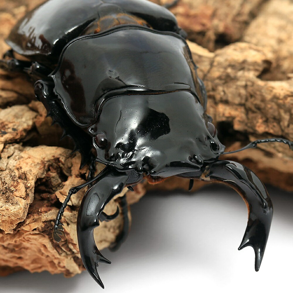 �ʺ���˥����ɥ��������ĥ䥯�塞�������󥴻������84mm��1�ڥ��ˡ��̳�ƻ���彣�Ҷ������ݲ�