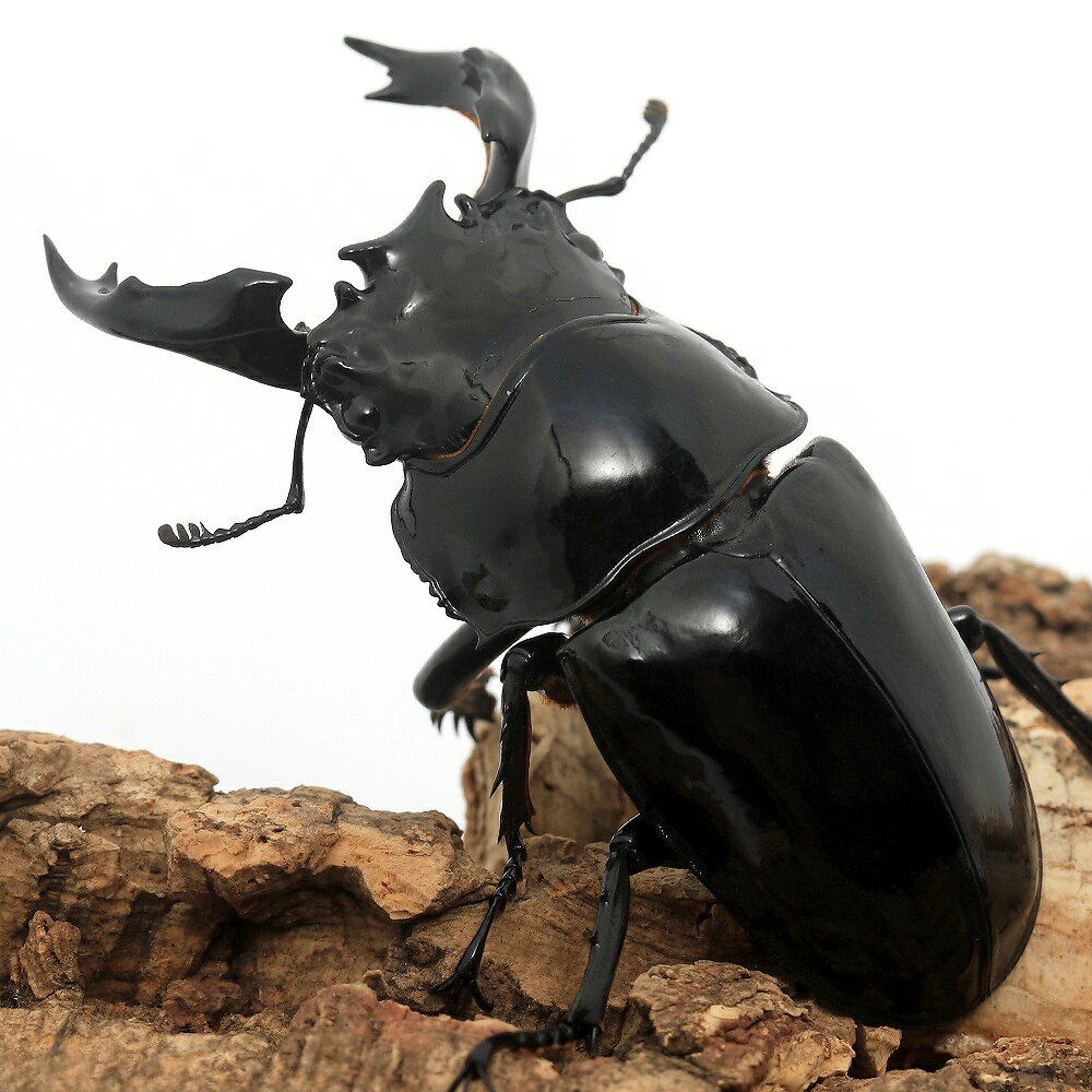 �ʺ���˥����ɥ��������ĥ䥯�塞�������󥴻������84mm��1�ڥ��ˡ��̳�ƻ���彣�Ҷ������ݲ�