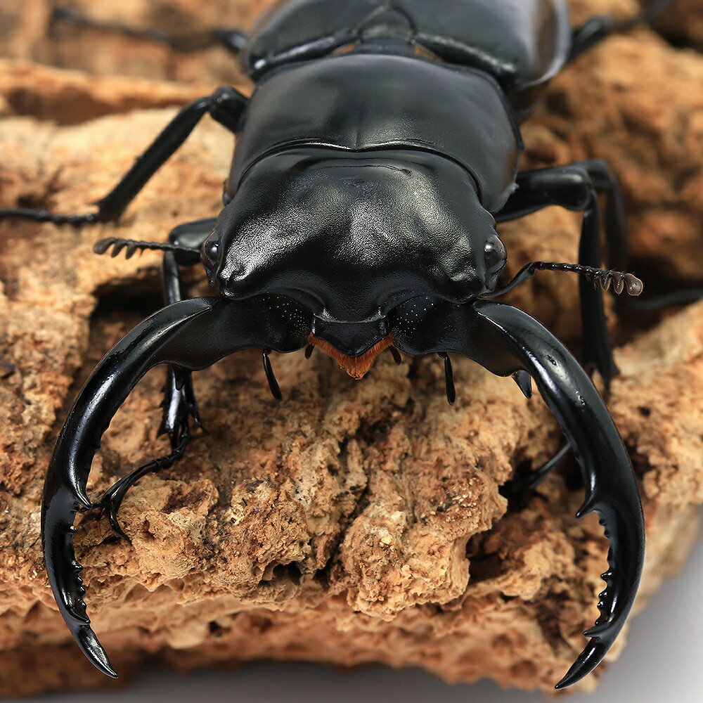 �ʺ���ˡʥ���ñ�ʡ˥������ȥ��åǥ������������塞���ʸ�̾����˥���ʡ�����롡�ǥ��Х�Х졼�����������67mm��1ɤ��