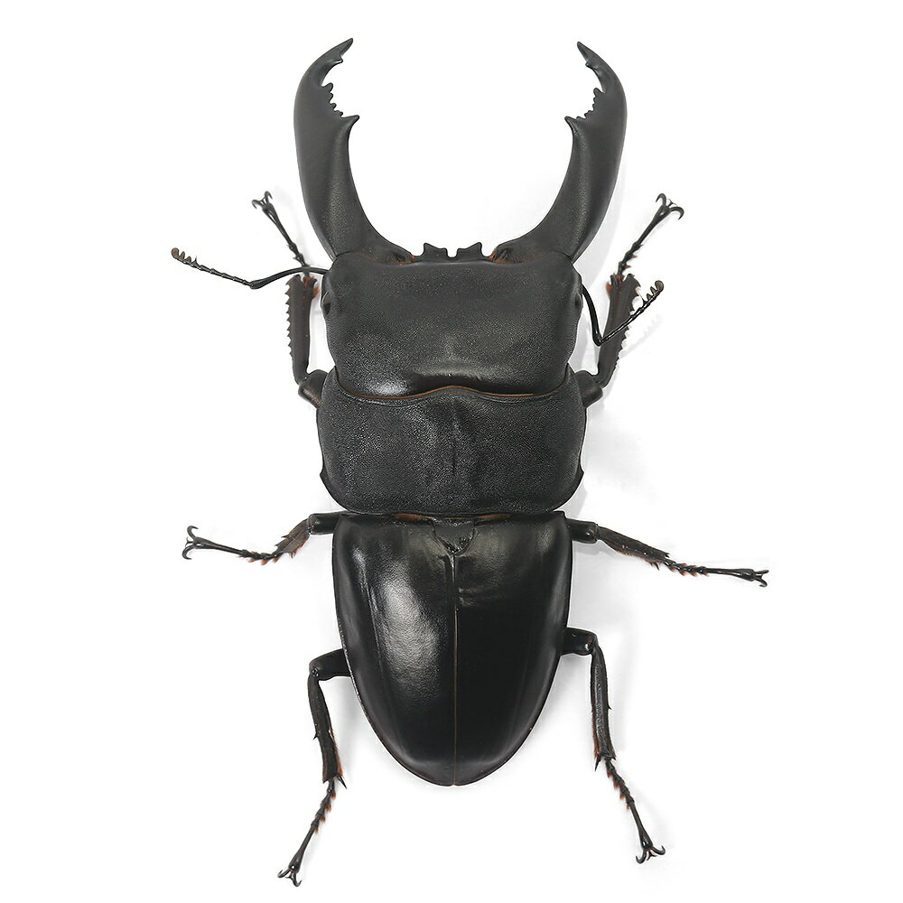 �ʺ���˥��ޥ�ͥ������ҥ饿���塞������ޥ�ͥ����������85��89mm��1�ڥ��ˡ��̳�ƻ���彣�Ҷ������ݲ�