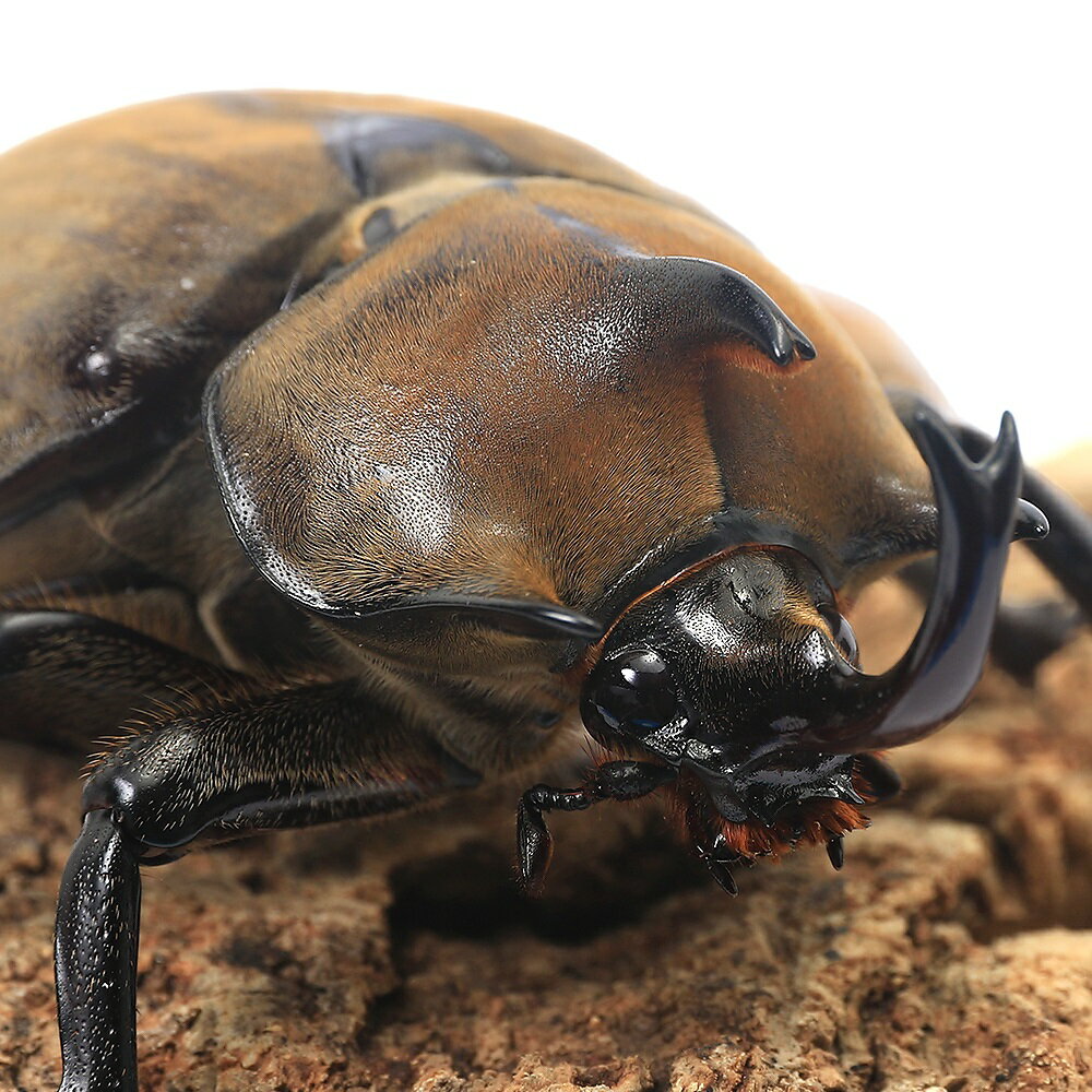 �ʺ���˥������������֥ȥॷ��(����ݥꥪ��)�֥饸�롡�Х�����������ʽ��2��ˡ�1ɤ�ˡ��̳�ƻ���彣�Ҷ������ݲ�