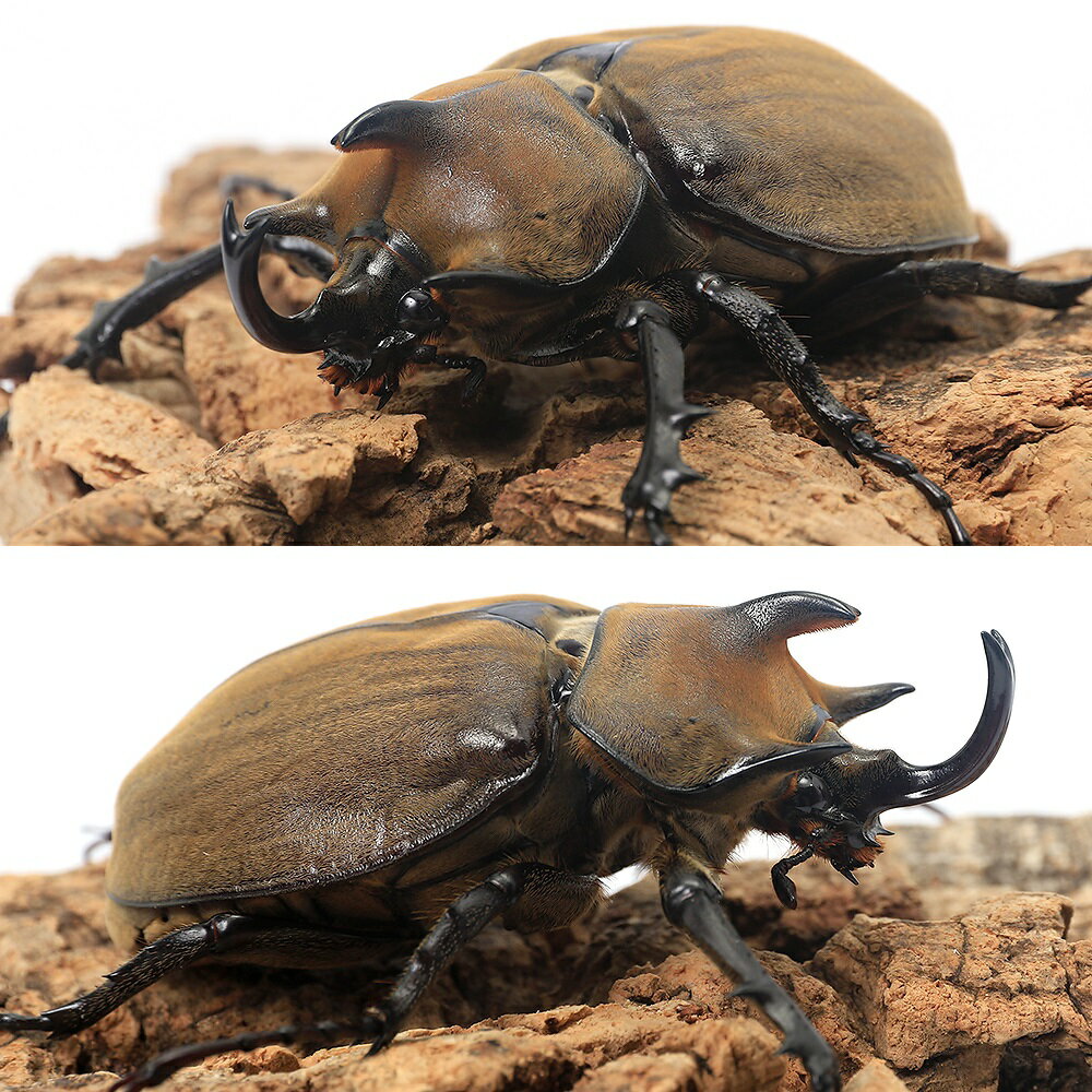 �ʺ���˥������������֥ȥॷ��(����ݥꥪ��)�֥饸�롡�Х�����������ʽ��2��ˡ�1ɤ�ˡ��̳�ƻ���彣�Ҷ������ݲ�