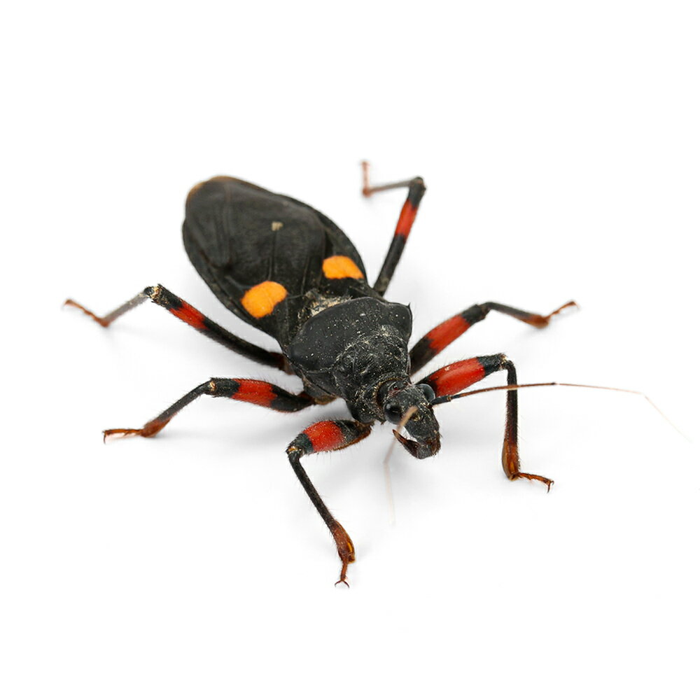 （昆虫）トウモンオオサシガメ　成虫　CB（1匹）　北海道・九州航空便要保温