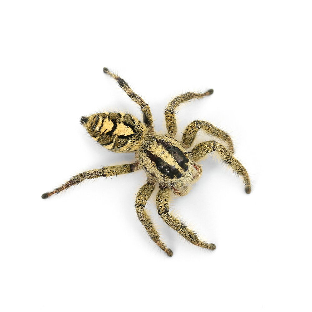 �ʺ���˥إӡ������ԥ󥰥��ѥ��������᥹��WD��1ɤ�ˡ��ϥ��ȥꥰ�⡡�̳�ƻ���彣�Ҷ������ݲ�