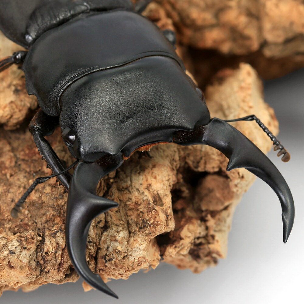 （昆虫）（オス単品）（B品）パリーオオクワガタ（原名亜種）スマトラ　ベンクール産　WD　55〜59mm（1..