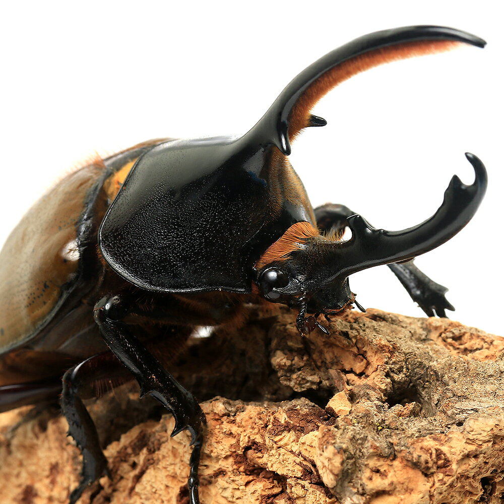 �ʺ���ˡʥ���ñ�ʡ˥إ饯�쥹����å������ڥ롼��������껺�����115��119mm��1ɤ�ˡ��̳�ƻ���彣�Ҷ������ݲ�