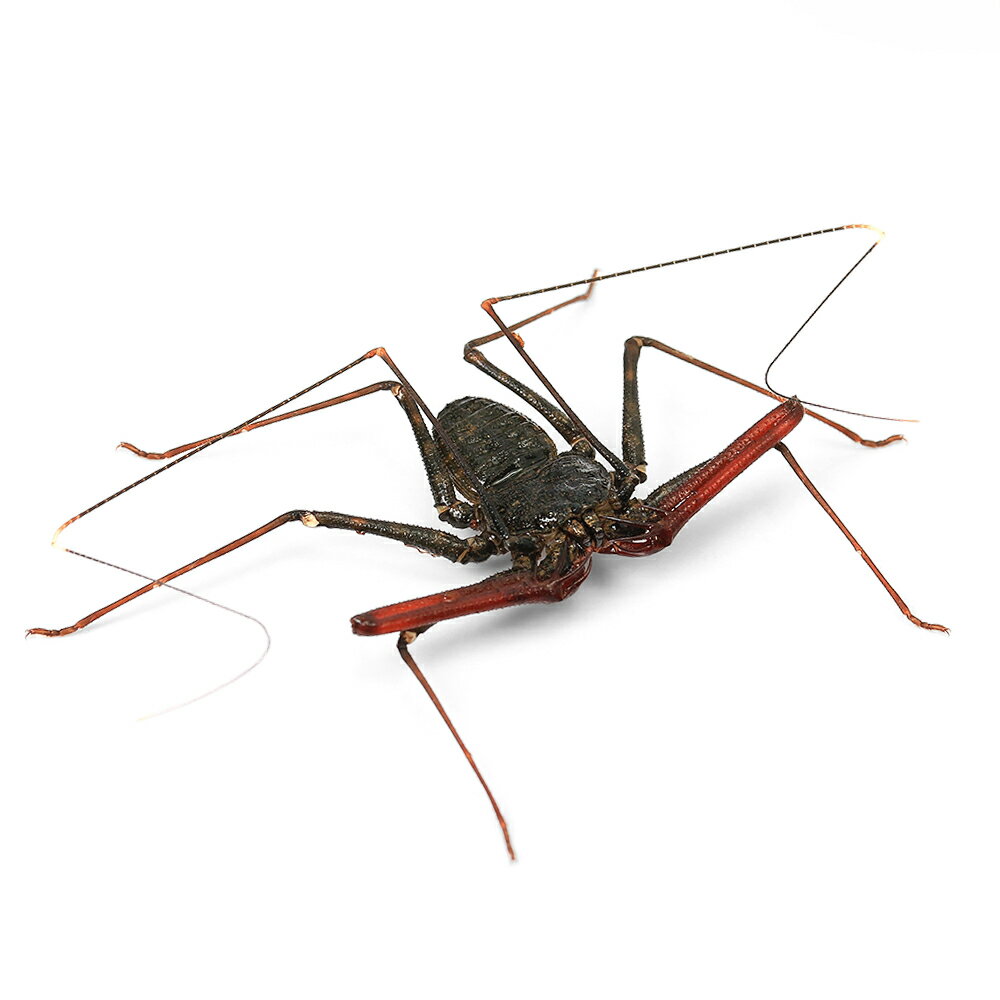 （昆虫）タイランドウデムシ　WD（1匹）　北海道・九州航空便要保温