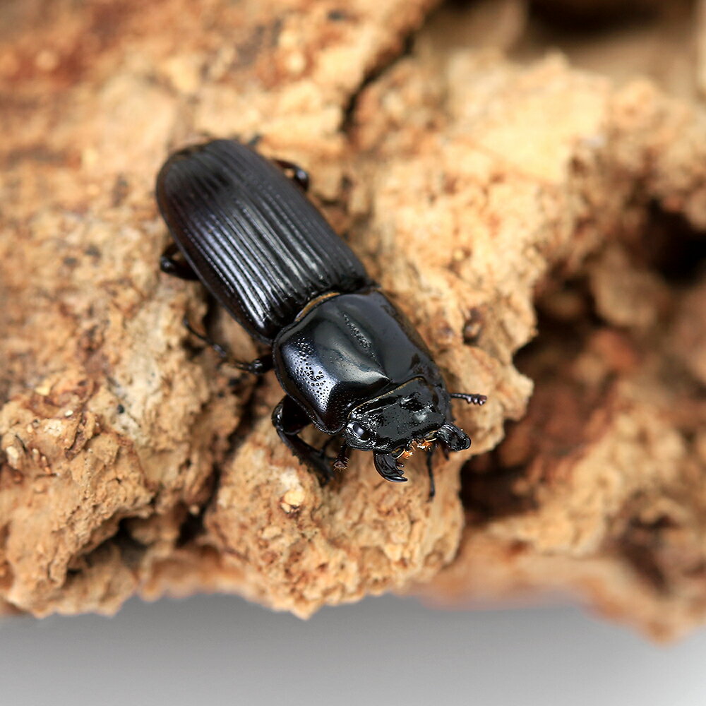 �ʺ���˥��ӥ��塞�������θ���������ե꡼��������1ɤ�ˡ��̳�ƻ���彣�Ҷ������ݲ�