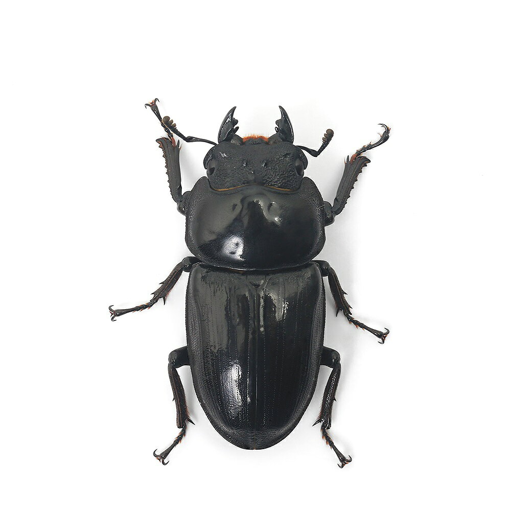 �ʺ���ˡʥ᥹ñ�ʡ˹񻺥������塞�����������Ż��Ի�������ե꡼��������1ɤ�ˡ��̳�ƻ���彣�Ҷ������ݲ�