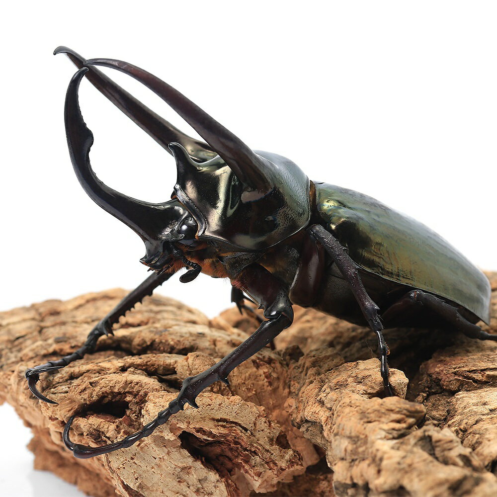 �ʺ���ˡ�B�ʡˡʥ���ñ�ʡ˥��ȥ饹�������֥ȥॷ�ʰ���hesperus�˥ߥ���ʥ��������WD��85��89mm��1ɤ�ˡ��̳�ƻ���彣�Ҷ������ݲ�