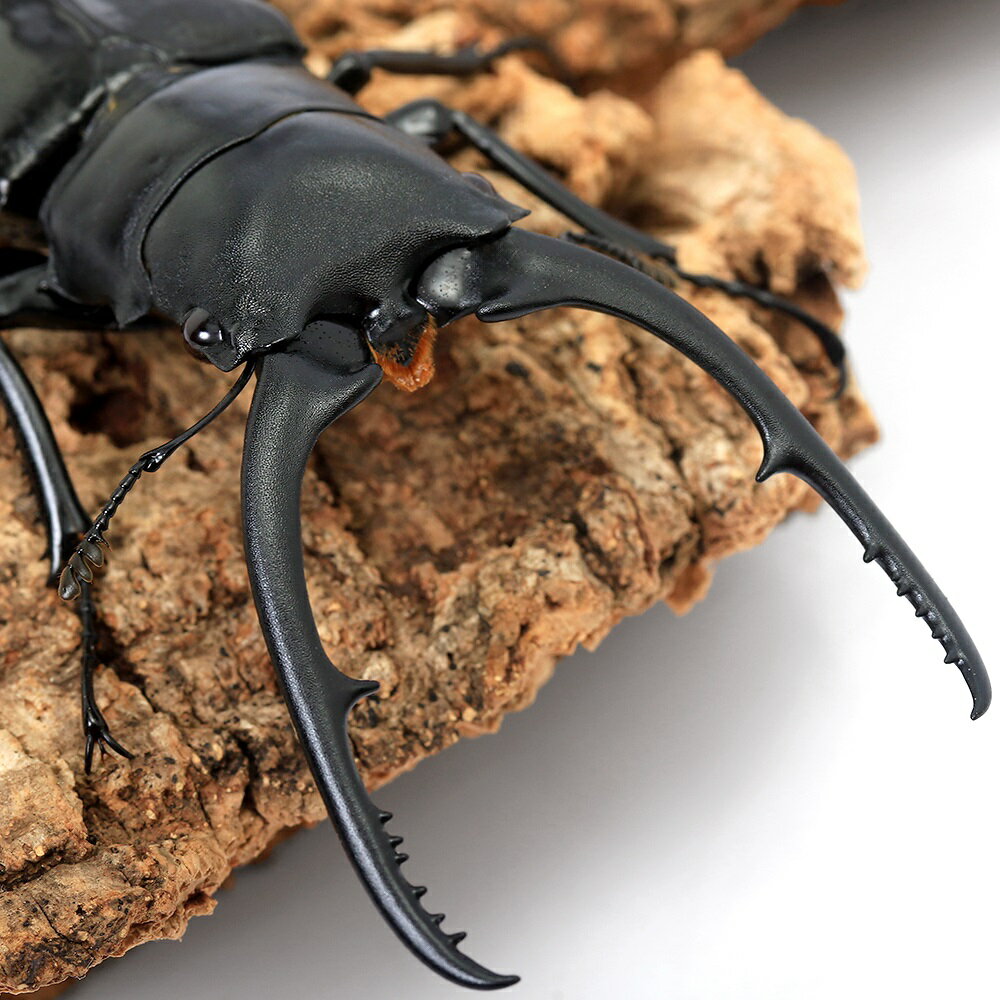 （昆虫）（B品）コンフキウスノコギリクワガタ　ベトナム　イエンバイ産　95〜99mm（1ペア）　北海道・九州航空便要保温
