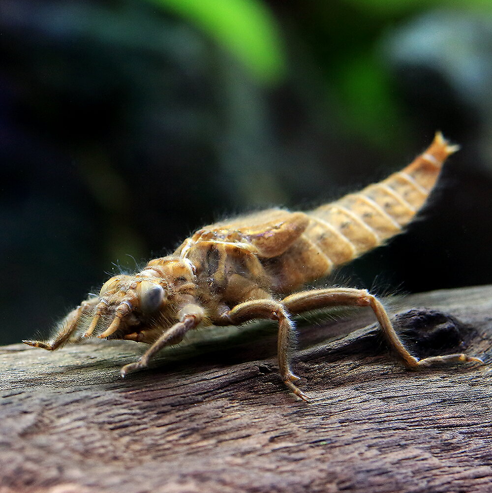 （昆虫）ヤマサナエ　幼虫（ヤゴ）WD（亜終令〜終令）（1匹）　北海道・九州航空便要保温