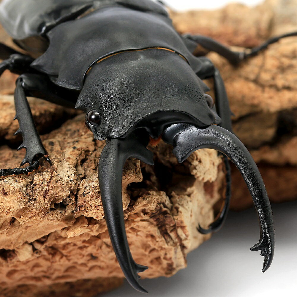 Insects - （昆虫）（オス単品）ダールマンツヤクワガタ（亜種セレベンシス）ペレン産　成虫　WD　80〜84mm（1匹）　北海道・九州航空便要保温