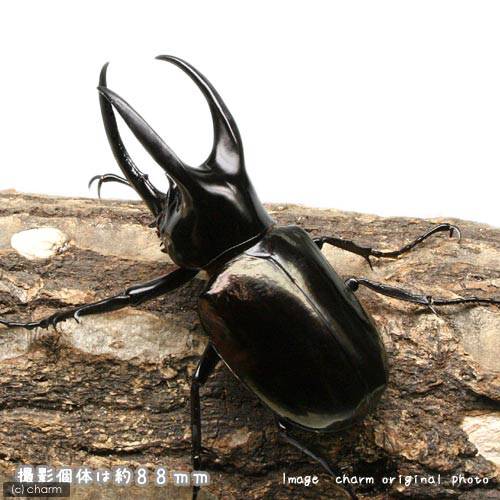 (昆虫)モーレンカンプオオカブトムシ ボルネオ...の紹介画像3
