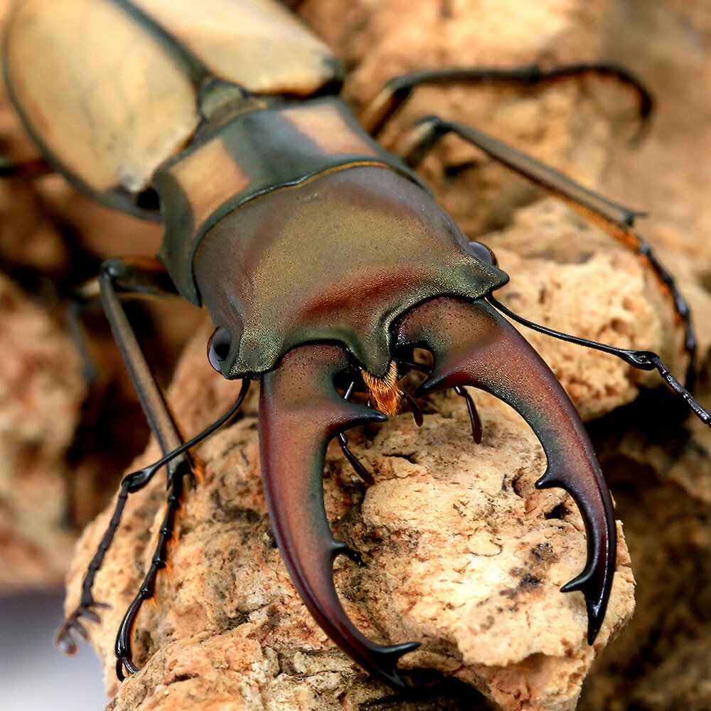（昆虫）アルバーシホソアカクワガタ（原名亜種）ラオス産　成虫　WD　30〜39mm（1ペア）　北海道・九州航空便要保温