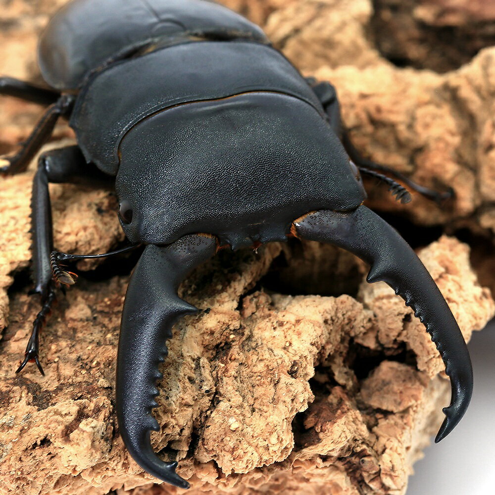 （昆虫）ファフナーヒラタクワガタ　ラオス産　成虫　WD　65〜69mm（1ペア）　北海道・九州航空便要保温