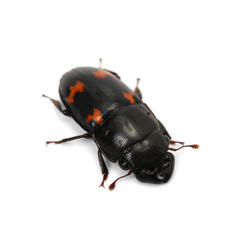 （昆虫）ヨツボシケシキスイ　成虫　WD（1ペア）