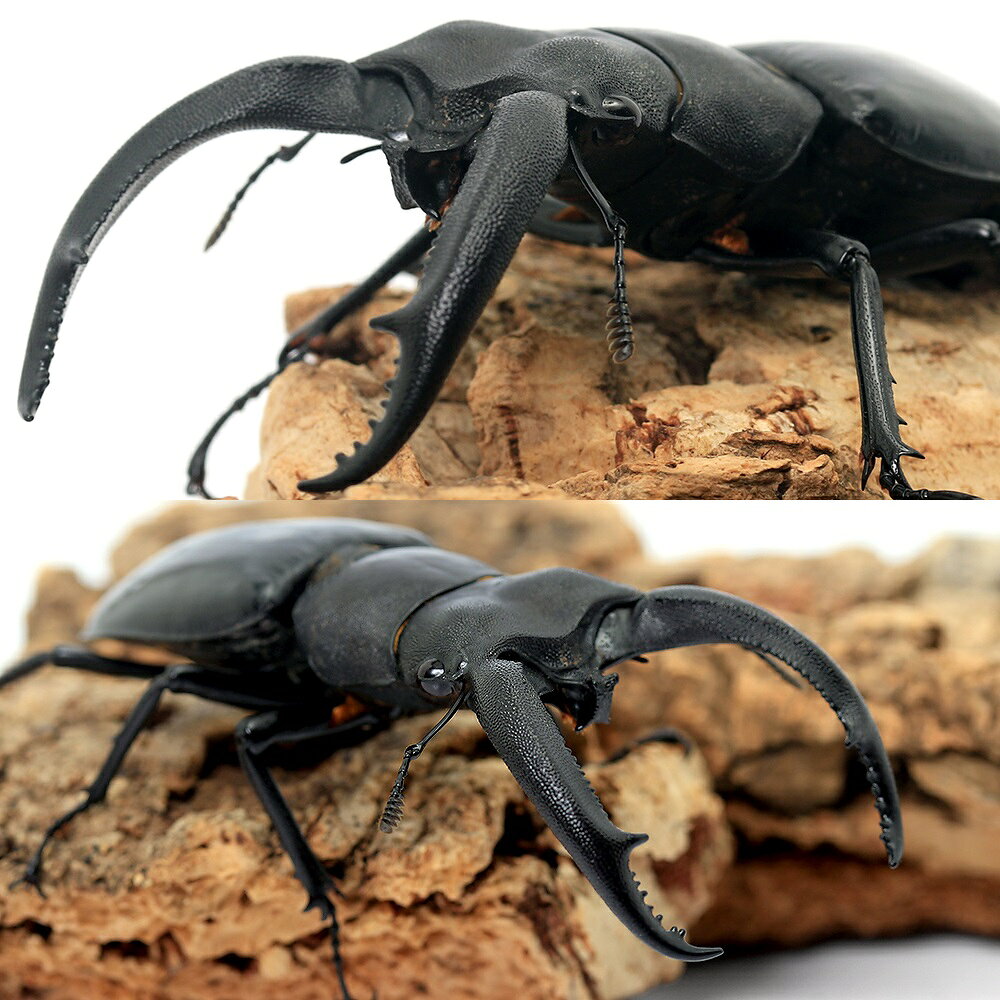 charm 楽天市場店の（昆虫）リノケロスフタマタクワガタ　西ジャワ島　Gede産 　成虫　WD　75〜78mm（1ペア）｜アングル2