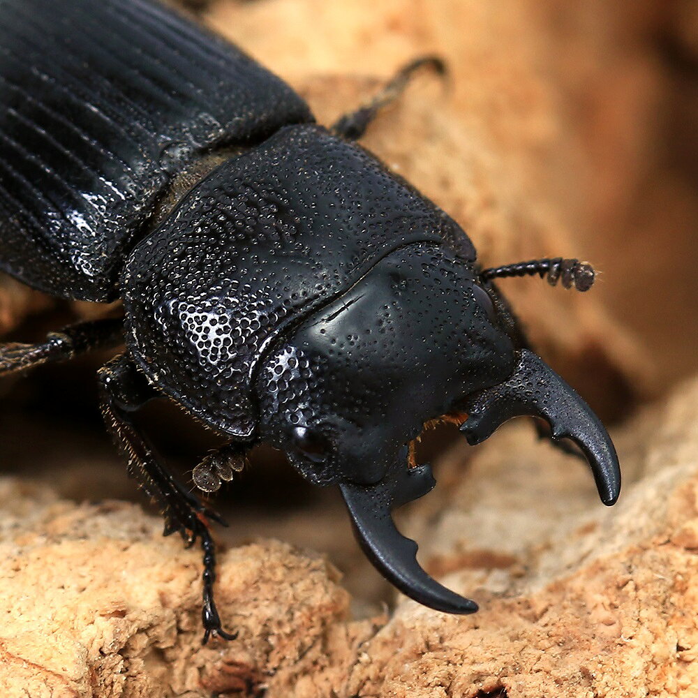 （昆虫）フィリピンネブトクワガタ　ペレン産　成虫　WD　サイズフリー（1ペア）