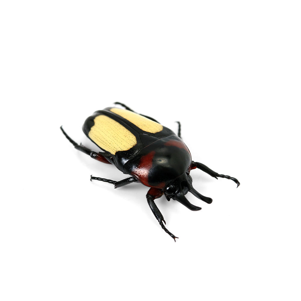 （昆虫）キモンツノホソカナブン　パラワン産　成虫　WD　サイズフリー（1ペア）