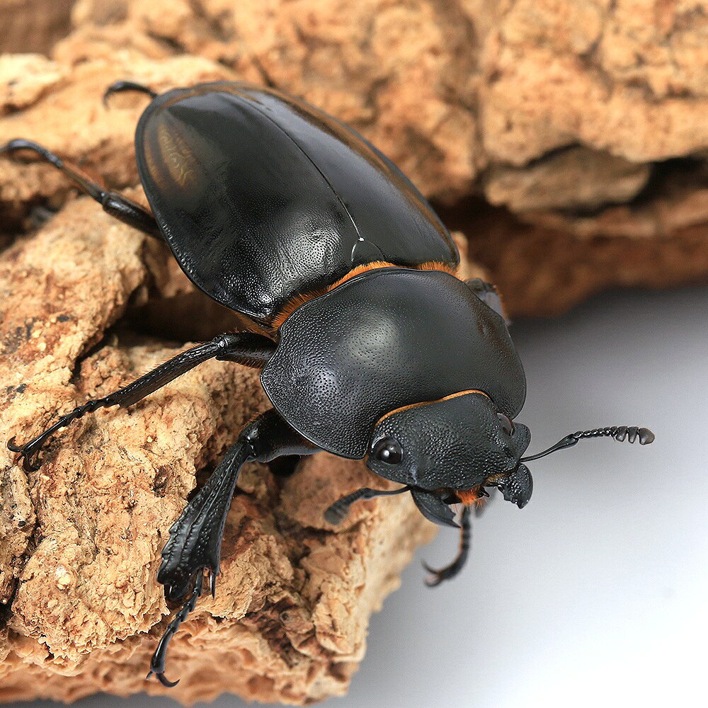 charm 楽天市場店の（昆虫）（B品）ゾンメルツヤクワガタ（亜種lowei）ボルネオ産　短・中歯型　WD　55〜59mm（1ペア）｜アングル2