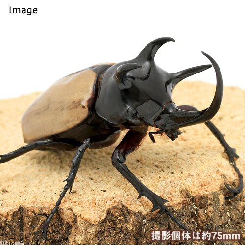（昆虫）ゴホンヅノカブトムシ（原名亜種）タイ産　成虫　WD　80〜84mm（1ペア）