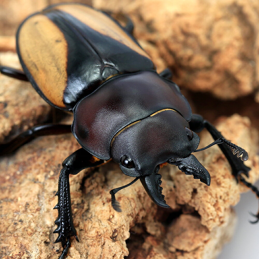 （昆虫）マルギナトゥスマルバネクワガタ（亜種パリー）タイ産　成虫　WD　30〜39m...