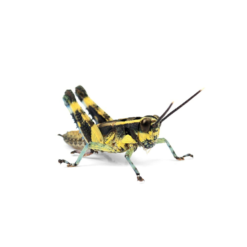 （昆虫）イリオモテモリバッタ　スネアオ型　幼虫　CB（1匹）