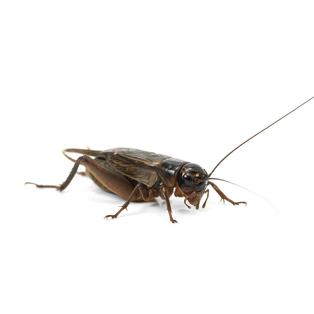 （昆虫）コモダスエンマコオロギ　オス　成虫　CB（1匹）