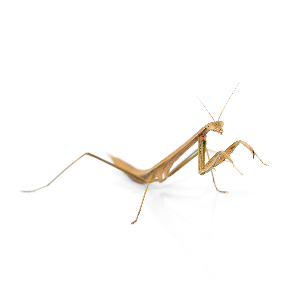 （昆虫）マエモンカマキリ　ジャワ　イジェン産　幼虫　WD（1匹）　北海道航空便要...