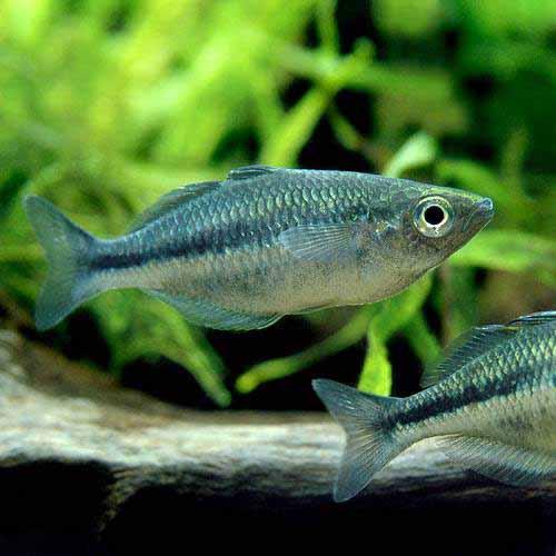 （熱帯魚）ブルー・レインボー（1匹）　北海道・九州航空便要保温