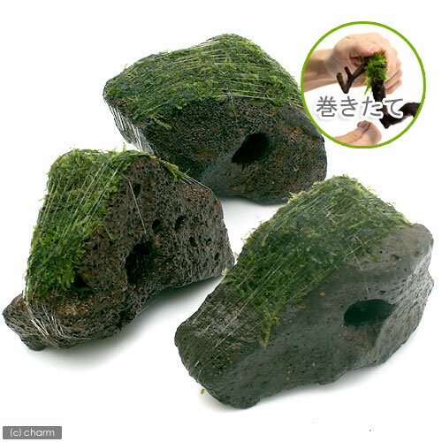 （水草）巻きたて　ジャイアント南米ウィローモス　穴あき溶岩石（水中葉）（無農薬）（1個）