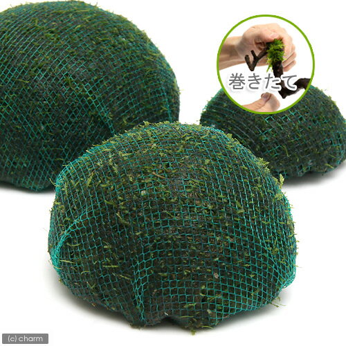 ウィローモスと比べるとやや大型で、迫力ある姿になります！流木や陶器製の活着ベースに比べ重さがあるのでしっかりと設置できます。【巻きたて】モスムーン（ジャイアント南米ウィローモス）　Mサイズ（1個）販売名【巻きたて】モスムーン（ジャイアント南米ウィローモス）　Mサイズ販売単位1個サイズ直径約9cm程度別名ジャイアント南米モス学名（※）Taxiphyllum　sp．（※）…改良品種や学名が不明の種は流通名での記載の場合があります。分類ハイゴケ科（Hypnaceae）キャラハゴケ属（Taxiphyllum）分布不明どんな種類？育成難易度　→　★★☆☆☆南米産ウィローモスと比べるとやや大型で、幾何学的な形状に葉を展開するウィローモスの仲間です。活着性も有り流木や石に活着させ、様々な方法で使用できる草です。レイアウト水槽は言うまでも無く、標準的な1〜2灯程度のライトで十分に見ごたえのある姿に育てられることから、生体メインの水槽のポイントとして重宝される種類です。育成面での要求はそれ程厳しくありませんが、最大の魅力である整った葉の形を楽しむのであればやや暗めの照明（1〜2灯程度）、少量のCO2と肥料分の添加を行った方が良いです。水質にもうるさくなく、底床もソイル、砂利系どちらでも構いません。元々水草育成をメインにセッティングした水槽ではそれ程難なく育てることができる種類ですが、グロッソスティグマやグリーンロタラ向けにセッティングした、高光量で肥料が多目の水槽ではエビを活用してコケの発生を防ぐようにしましょう。活着性は弱めなので、石や流木に括り付けるにはテグスの使用がお勧めです。新芽がコンスタントに伸び始めていることが確認できたら、一度葉をカットすると次から生えてきた葉がきれいに生え揃うのもウィローモスと同じです。できあがった茂みは美しく、ついついカットをためらってしまいますが、あまり密集しすぎると光のあたらない部分ができてしまい、そこから枯れて剥がれてしまったり、またゴミや排泄物が溜まって水質の悪化の原因となります。時々カットして下の葉にも十分に光が当たるようにしたり、水替えの際にホースで間に溜まっているゴミを吸い出すようにすると、予想外のトラブルを未然に防ぐことができます。美しい幾何学的な茂みと若干のCO2の添加で維持できる、茂みが隠れ家となり、また微生物が発生しやすいポイントともなる、と言うことから、見た目と実用を兼ねてブリーディングに用いられること多い種類です。コケ取りはエビ類となりますが、ジャイアント南米産ウィローモスメインの水槽であれば、光量を抑え気味に設定し、コケの発生を防ぐ方法もお勧めです。様々なバリエーションがあるモスの仲間ですが、育成が容易な上、幾何学的な形状が楽しめるのがこのジャイアント南米産ウィローモスです。一般的な水草水槽の環境であれば、他の草の陰になる様な位置でも十分に美しく育ちますので、応用範囲も広いです。育成要件＆データ光量　　　　　→　60cm20W3灯以上（2400〜3000lm）CO2　　　　 →　無くても可　1滴／3秒（60cm標準水槽相当）pH　　　　　　→　5〜7GH　　　　 　 →　0〜6kH　　　　　　→　0〜6温度　　　　　→　20〜27度底砂　　　　　→　ソイル、砂、大磯推奨水槽　　→　30cm以上　植栽位置　　→　前□■■□□後草姿　　　　　→　コケ・モス類、活着系最大草姿　　→　−生長速度　　→　遅め増殖方法　　→　枝わかれ※…育成環境は一例です。必ずしもこの環境下であれば育つことを確約するものではございません。注意※裏側にネットを止めてある金具がありますので、底床に埋め込んでご使用下さい。※ポリエステル樹脂で固めた大磯にウィローモスを活着させたもので、そのまま水槽に沈めてお使いいただけます。パワーハウス　ベーシック（ソフトタイプ）　Sサイズ　淡水用　5リットル　微酸性　ろ材　pH維持（エビ）ミナミヌマエビ（10匹）（＋1割おまけ）　北海道・九州航空便要保温（熱帯魚）オトシンクルス（3匹）　北海道・九州航空便要保温アクロ　化学反応式CO2ジェネレーターセット　クエン酸重曹付属　水草育成 … 熱帯魚　ウィローモス特集　水草ハウス　all_plants　ウィローモス　南米ジャイアントモスはこちら　ドーム状はこちら　ドームモスMはこちら　エビが喜ぶアクセサリ　20101119　GT　wp_kywrd　p20_wp0706　mosdome　47house　catmosscreate2022giantsouth　ドーム■この商品をお買い上げのお客様は、下記商品もお買い上げです。※この商品には付属しません。■パワーハウス　ベーシック（ソフトタイプ）　Sサイズ　淡水用　5リットル　微酸性　ろ材　pH維持（エビ）ミナミヌマエビ（10匹）（＋1割おまけ）　北海道・九州航空便要保温（熱帯魚）オトシンクルス（3匹）　北海道・九州航空便要保温アクロ　化学反応式CO2ジェネレーターセット　クエン酸重曹付属　水草育成