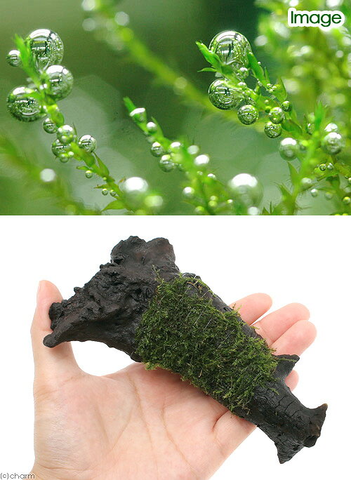 （水草）巻きたて　バブルモス　流木　Sサイズ（約15cm）（水中葉）（無農薬）（1本）