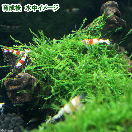 （水草）巻きたて　バブルモス　流木　Sサイズ（約15cm）（水中葉）（無農薬）（1本）