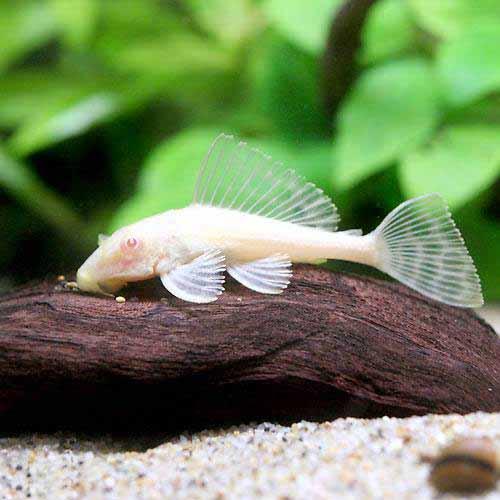 （熱帯魚）アルビノセルフィン・プ