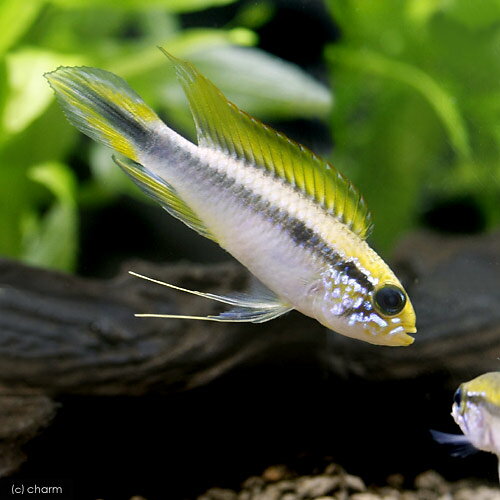 （熱帯魚）アピストグラマ・アガシジィ　フラミンゴ（ワイルド）（1ペア）　北海道・九州航空便要保温