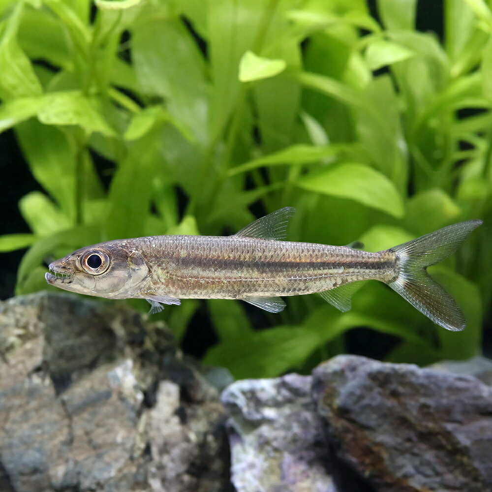 （熱帯魚）アフリカン・タイガーフィッシュ（1匹）　北海道・九州航空便要保温