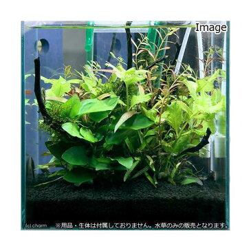 （水草）小型水槽用水草12種セット　アヌビアスナナ（2）＋ウィローモス付流木（2）＋水上葉（10種×5）　説明書付