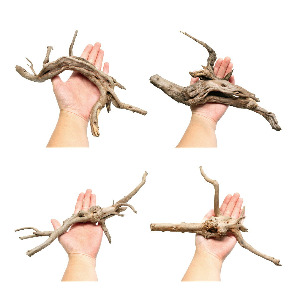 charm 楽天市場店の煮込み済み　スリムルーツウッド　Mサイズ　20〜30cm　1本　形状お任せ　アクアリウム　レイアウト素材　流木　枝状　関東当日便｜アングル3