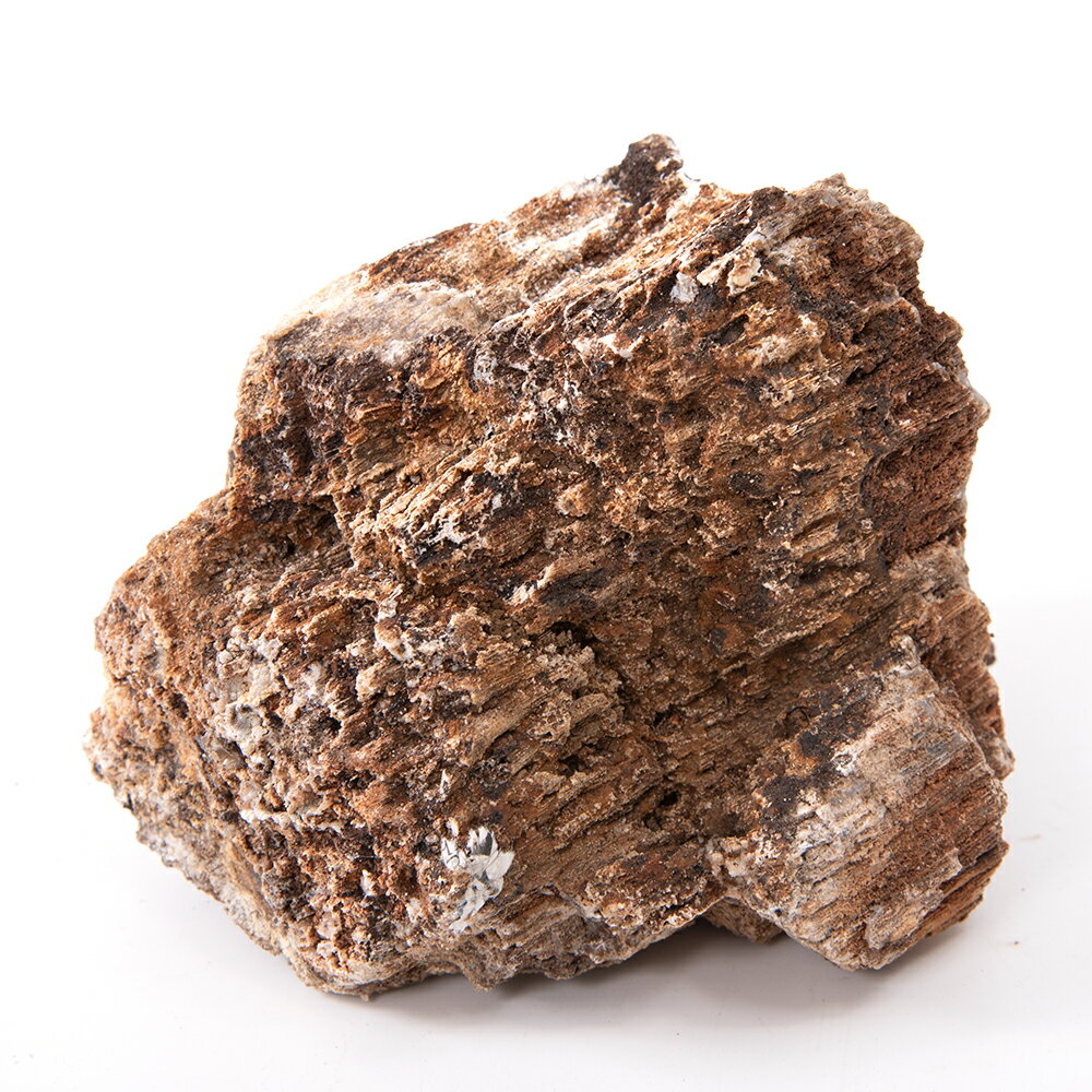 形状お任せ　海洋古代石　Mサイズ（約13～18cm）　1個　アクアリウム　レイアウト素材　化石【HLS_DU】　関東当日便